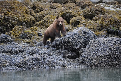 brown bear