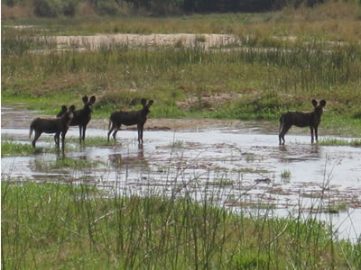 hyenas