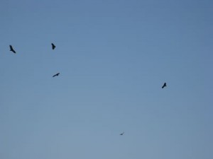 vultures