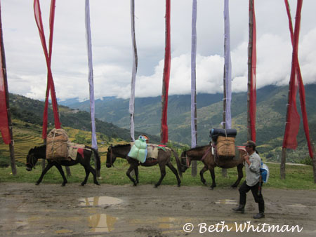 Horses with Prayer Flags Eastern Bhutan