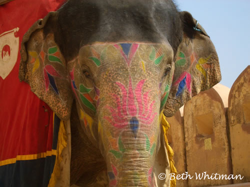 Elephant at Amber Fort, Jaipur India