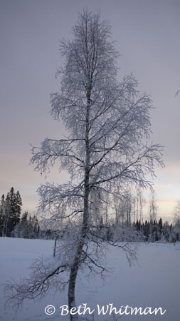 Snow covered tree near Hamar, Norway