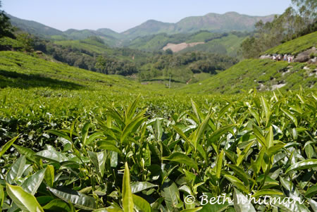 Munnar Tea Plantations