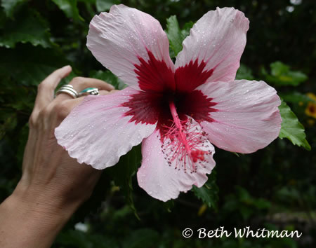 Limahuli Gardens Hibiscus flower