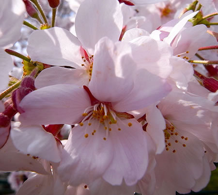 Cherry Blossoms