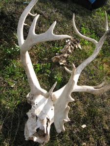 antlers