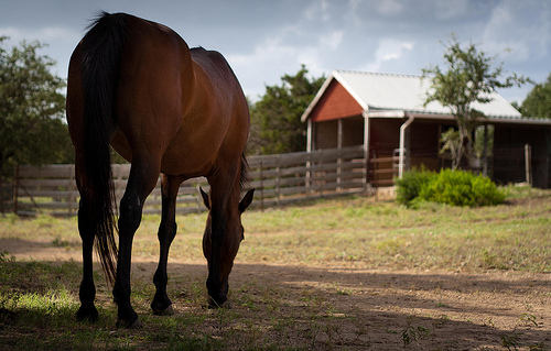 horse and barn