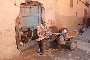 Mule cart