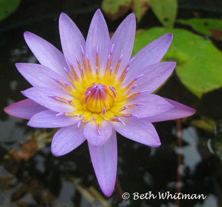 Vietnam Lotus flower