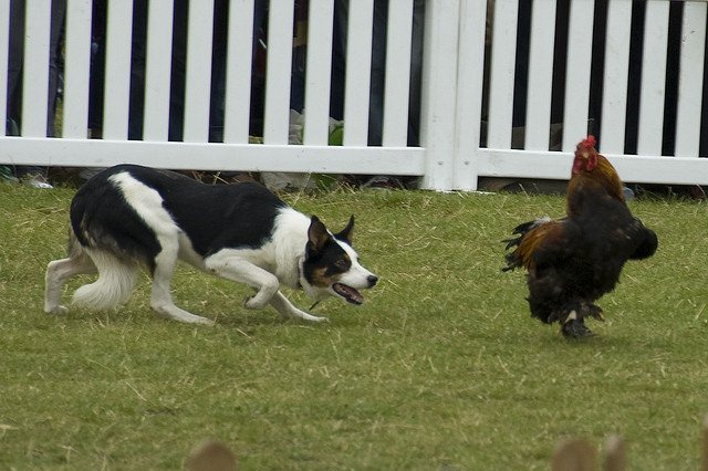 Rooster Chased by Dog