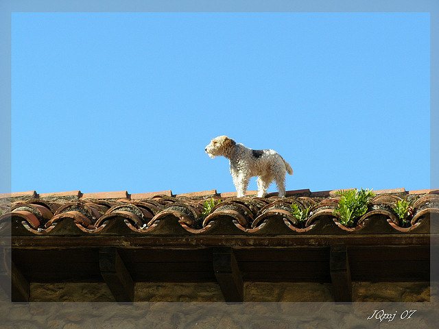 Roof Dog