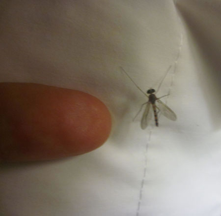 Mosquito in Zambia