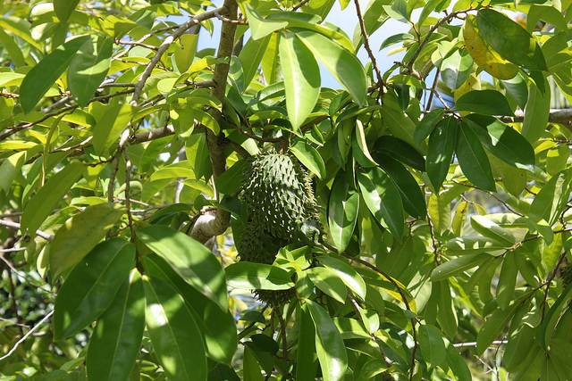 Gunabano Tree