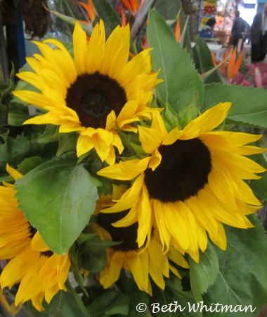 Rome Sunflowers