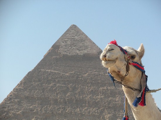 Egyptian Pyramid and Camel 