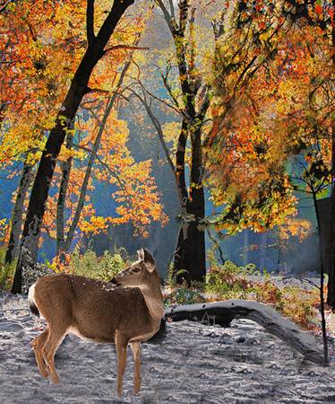 Deer in the Fall Trees