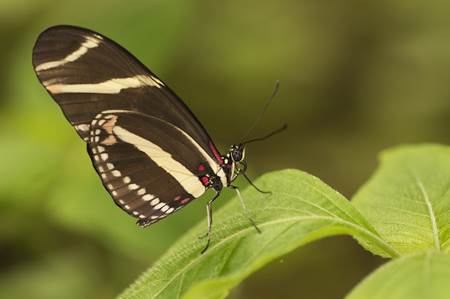 Mariposa Butterfly