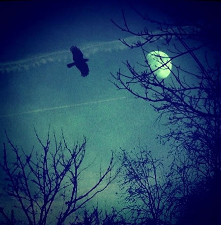 Bird and Moon