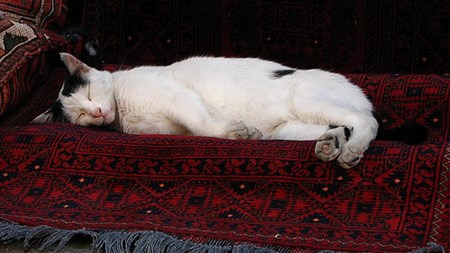 Cat Napping on Carpet