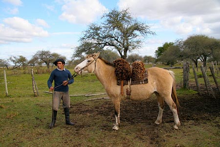 Gaucho with Horse