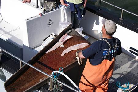 Filleting Fish on Boat