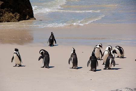 African Penquins