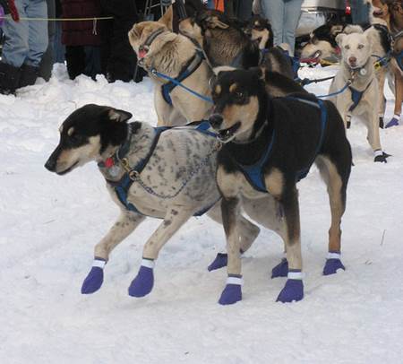 Alaskan Huskies