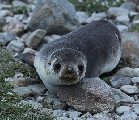 Antarctic Fur Seal