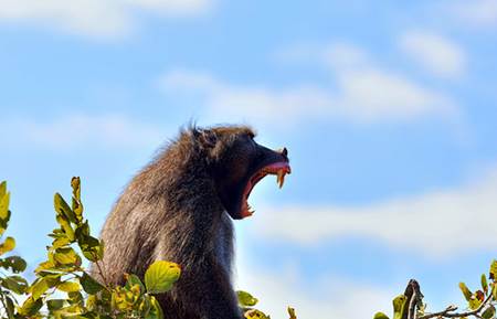 Baboon Jaws