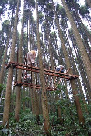 Building Treehouse in Gankoyama