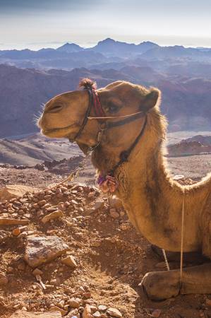 Camel on Sinai