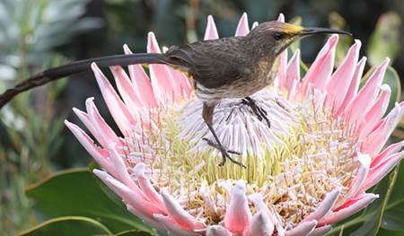 Cape Sugarbird on King Protea