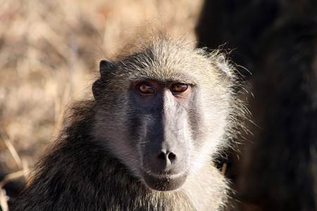 Chacma Baboon