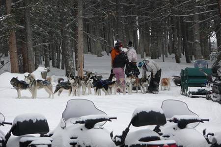 Dog Sledding Team