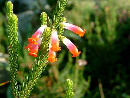 Fynbos