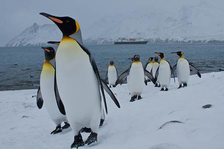 King Penguins