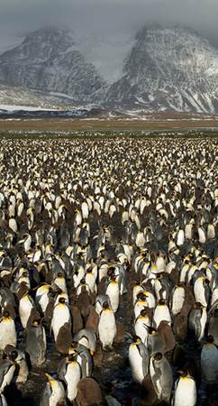 King Penquin Colony