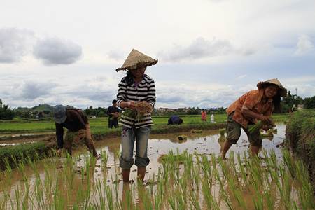 Lao Women Harvesting Rice