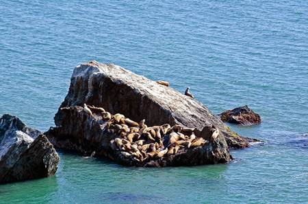 Seals at The Lost Coast