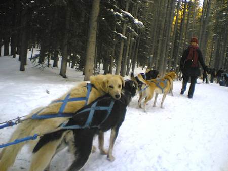 Woman with Sled Dogs