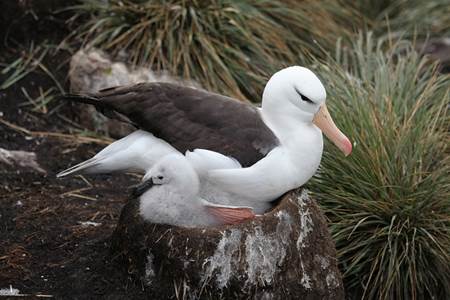 Albatross and Chick