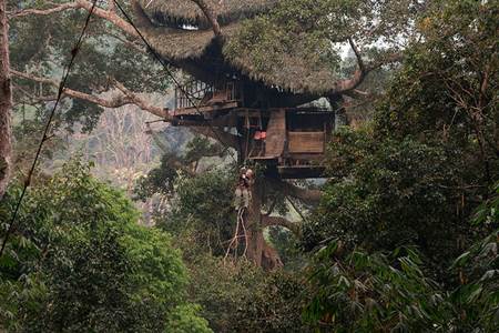 Laos Gibbon Treehouse Experience