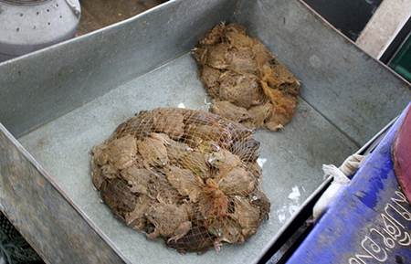 Live Toads in Nets