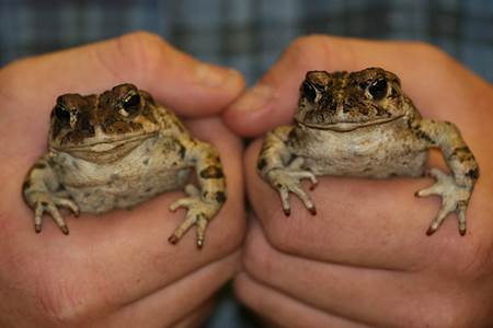 Two Toads