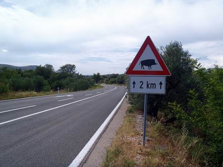 Boar Crossing Sign