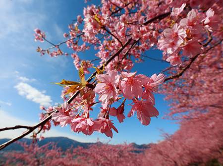 Cherry Blossom Season