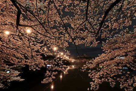 Cherry Blossoms at Night