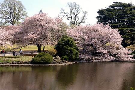 Sakura at Shinjuku Gyoen