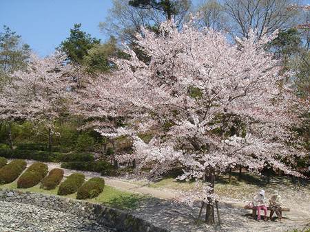 Under Cherry Blossom Tree