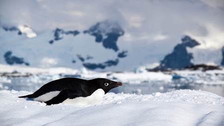 Adelie Penguin